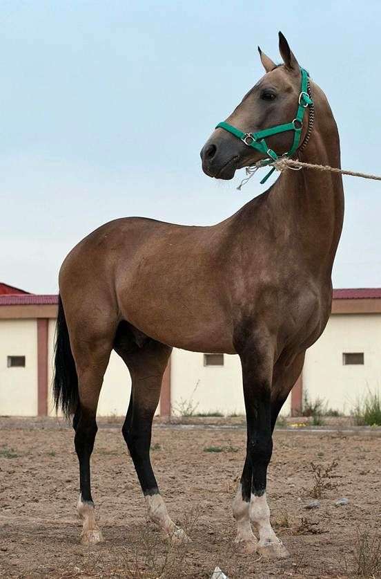 Ахалтекінська порода коней