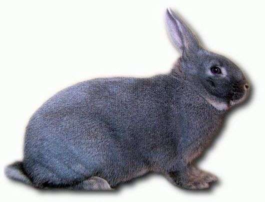 Порода кроликов Белка