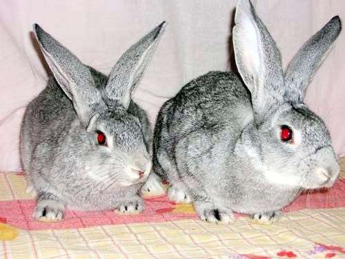 Кролики породы Советская шиншилла