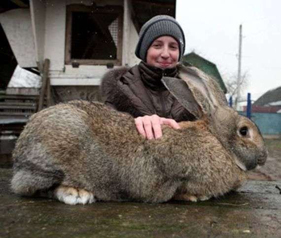 Кролики породы Бельгийский фландр