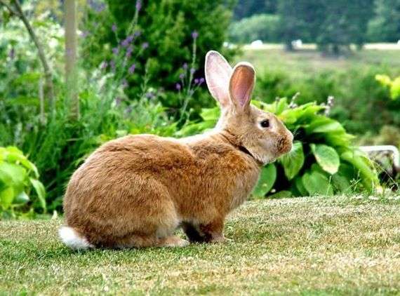 Кролики породы Бельгийский фландр