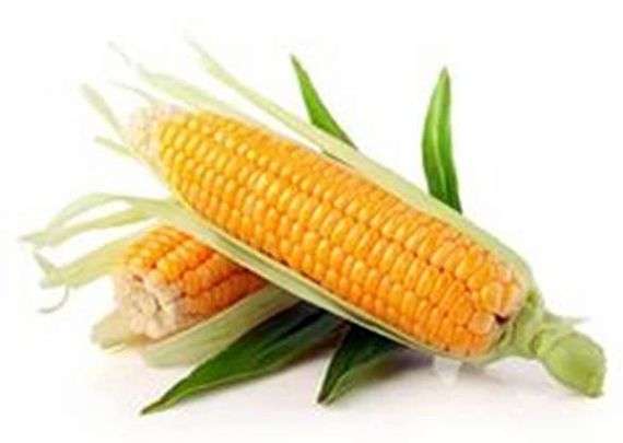 Кукуруза: выращивание и уходСільське господарство - Овощеводство
