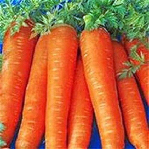 Морковь выращивание и уход