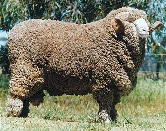 Тонкорунна порода овець Радянський меринос