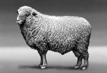 Горьковская порода овець