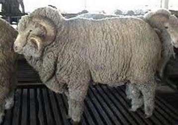 Алтайська порода овець