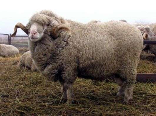 Асканійська порода овець