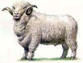 Асканійська порода овець