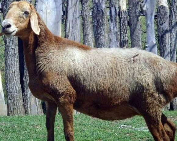 Гиссарськая порода овець
