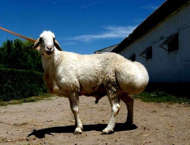 Курдючний порода овець