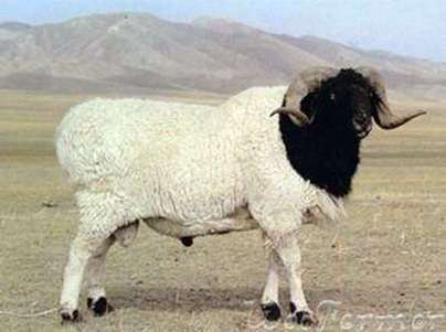 Курдючний порода овець