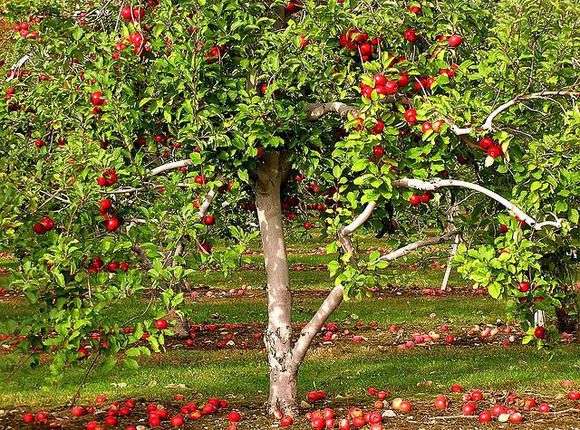 Посадка яблуні навесні