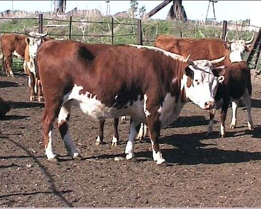 Казахська білоголова порода корів
