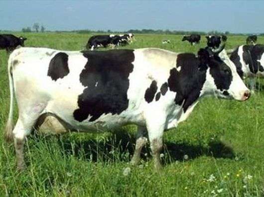 Тагільська порода корів