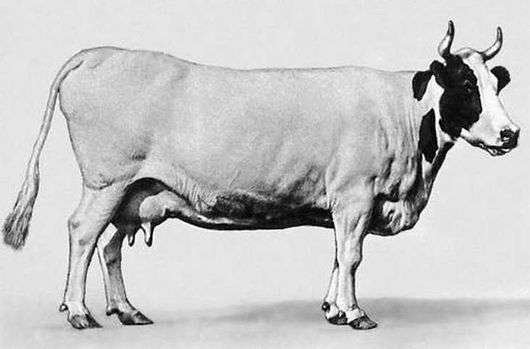 Істобенской порода корів