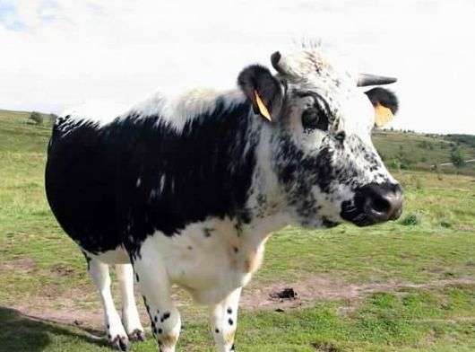 Істобенской порода корів
