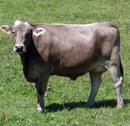 Бура швіцька порода корів