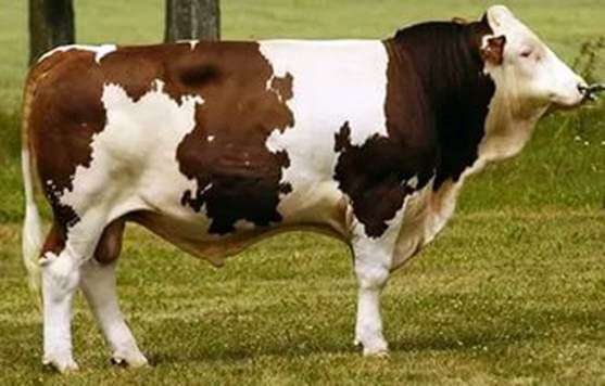 Симентальська порода корів