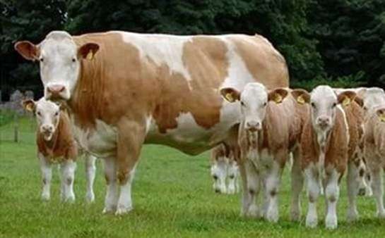 Симентальська порода корів