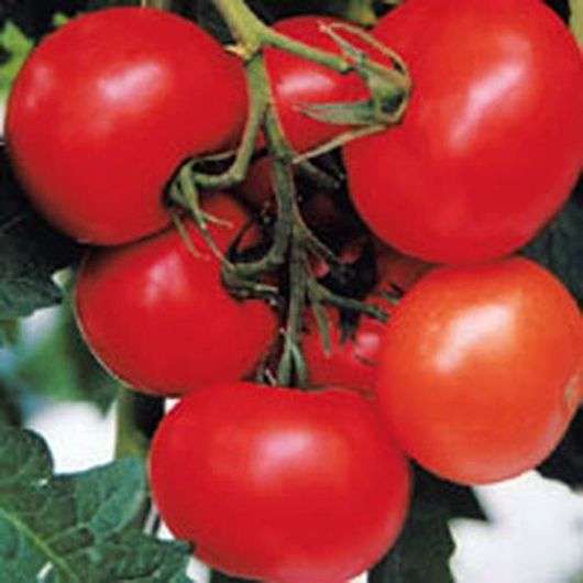 Сорт томатів Евпатор