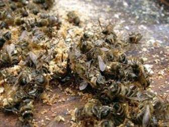 Лікування бджолиним підмором