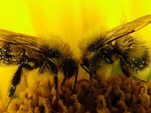 Двухматочное зміст бджіл