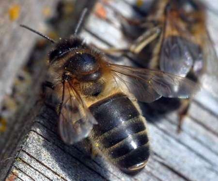 Среднерусская порода бджіл