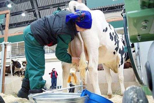 Підготовка корови до доїння